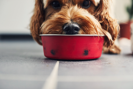 Choosing the Right Food Bowl