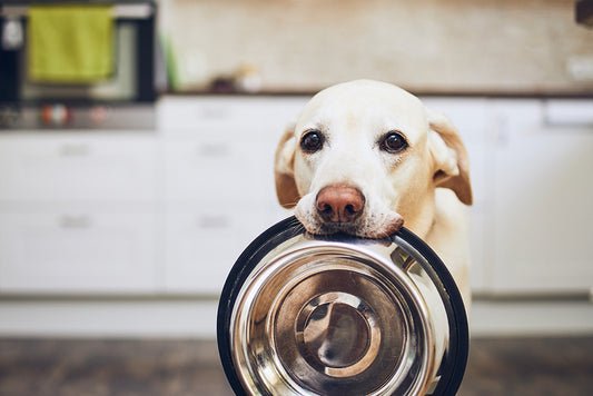 Raw food is the best food for your dog.