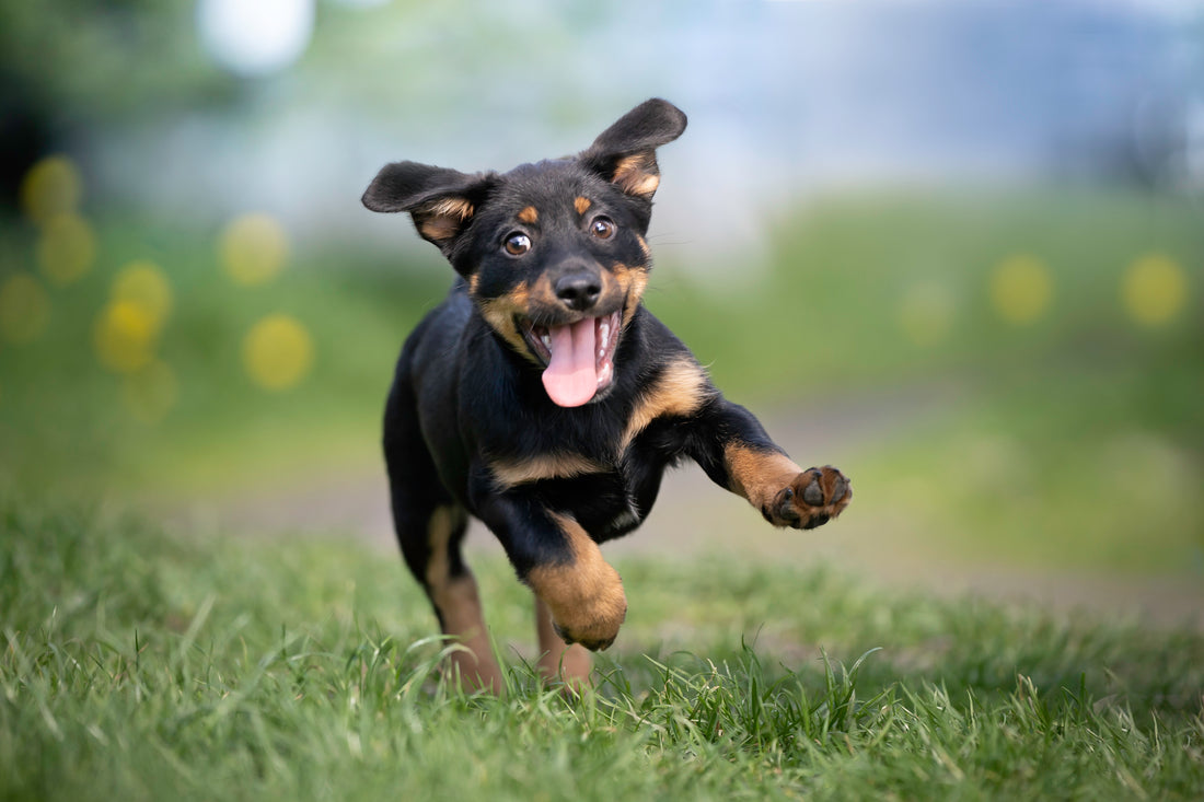 Is Raw OK for Puppies?