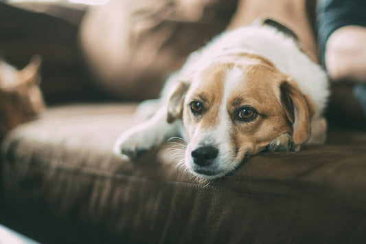 3 Ways to Fight Pet Boredom